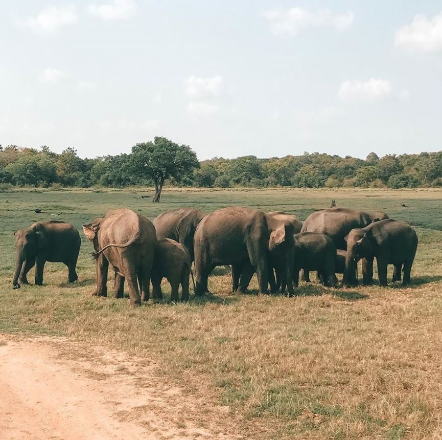 Minneriya National Park