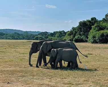 Kaudulla National Park Ticket Price