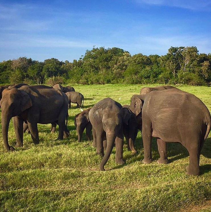 History of Kaudulla National Park
