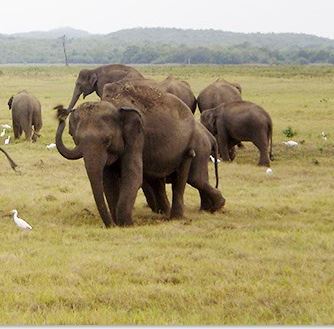 kaudulla morning safari