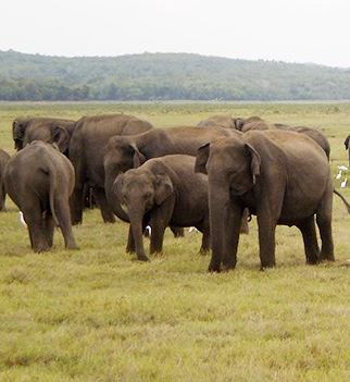 History of Kaudulla National Park