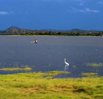 kaudulla morning safari