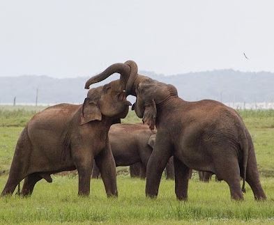 kaudulla national park safari