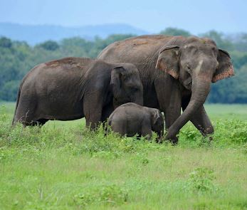 kaudulla national park safari