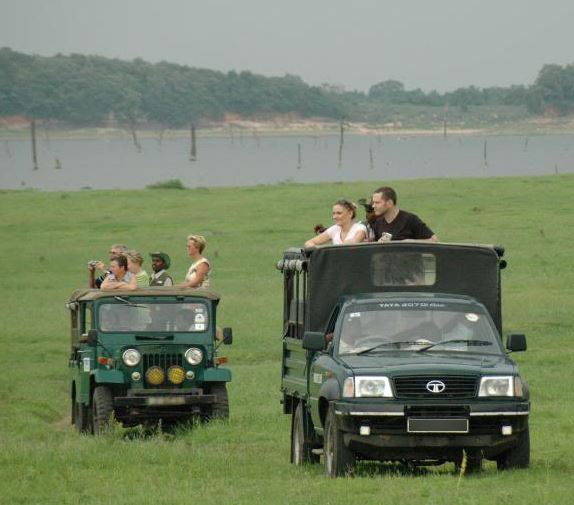 kaudulla morning safari