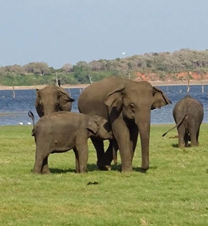 kaudulla safari tour