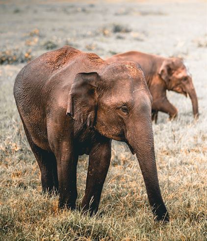 kaudulla safari tour