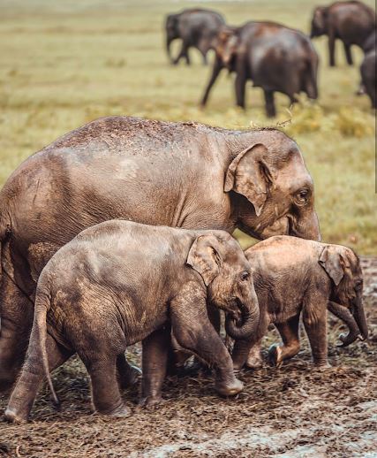 Kaudulla National Park Ticket Price